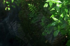 定置網