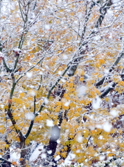 紅葉・初雪 
