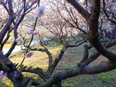 今年も良く咲いた