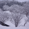 雪花満開