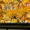 黄もみじ