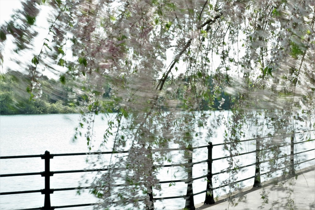 花散らしの風