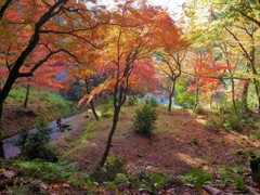 紅葉・鶏足寺