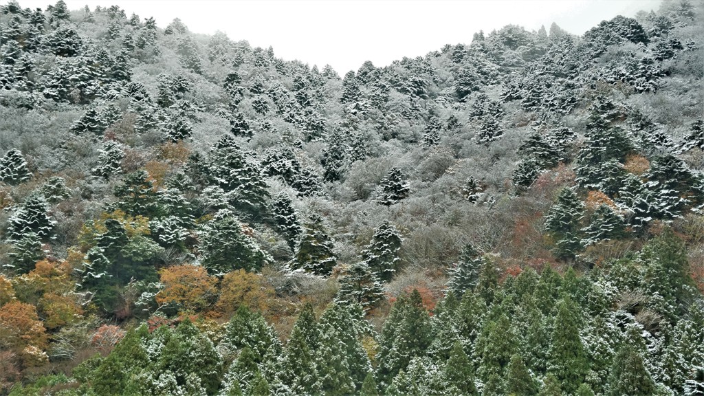 紅葉・永源寺