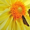 この蜜うますぎ‼