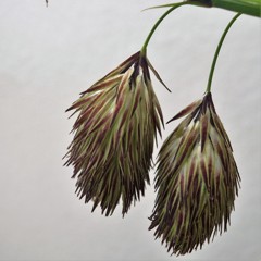 タヌキラン