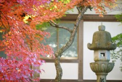 紅葉・東光寺