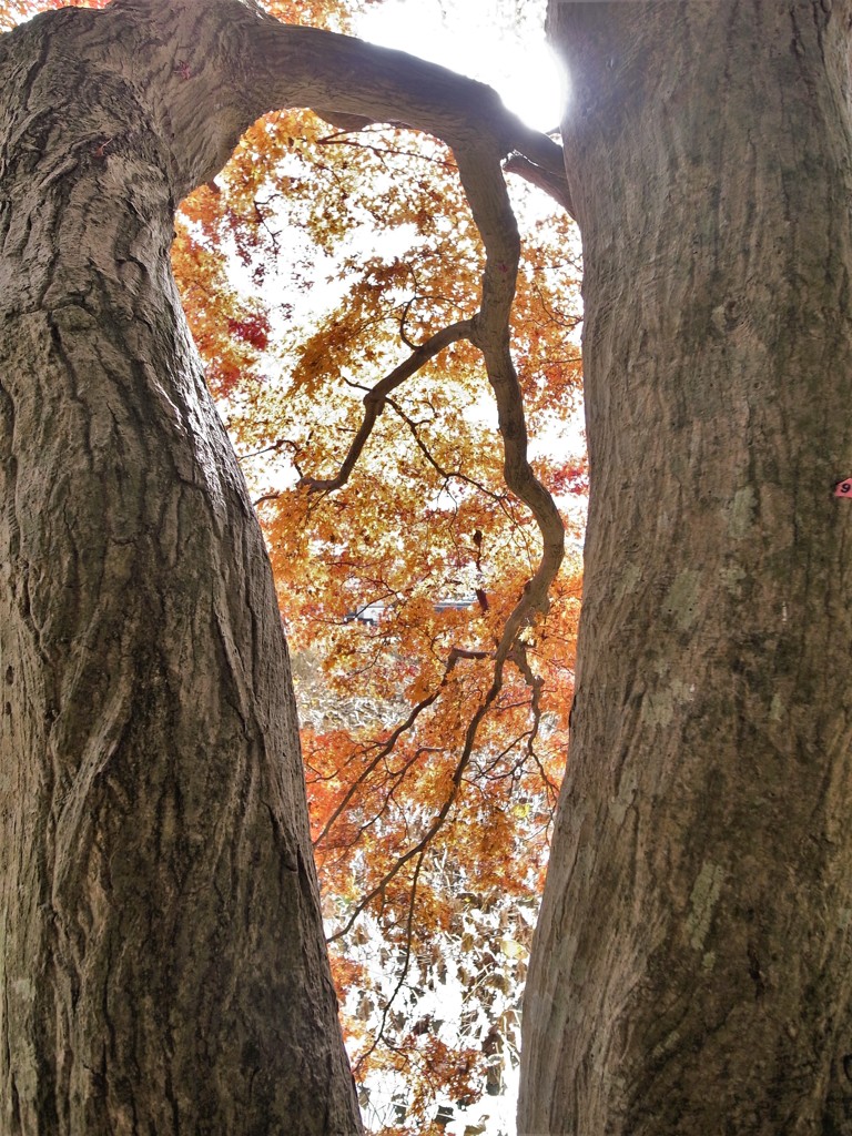 玄宮園