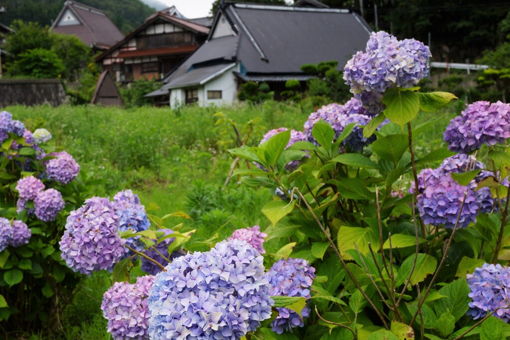 山里を彩る