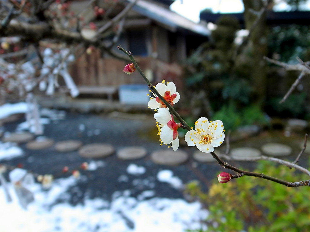 山寺に咲く
