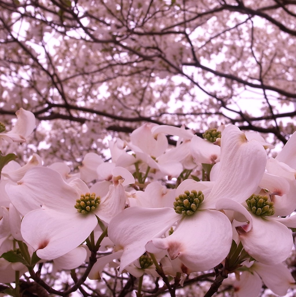 花水木