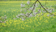 春の香り