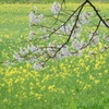 春の香り