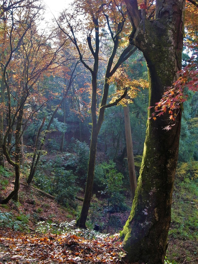 紅葉・鶏足寺