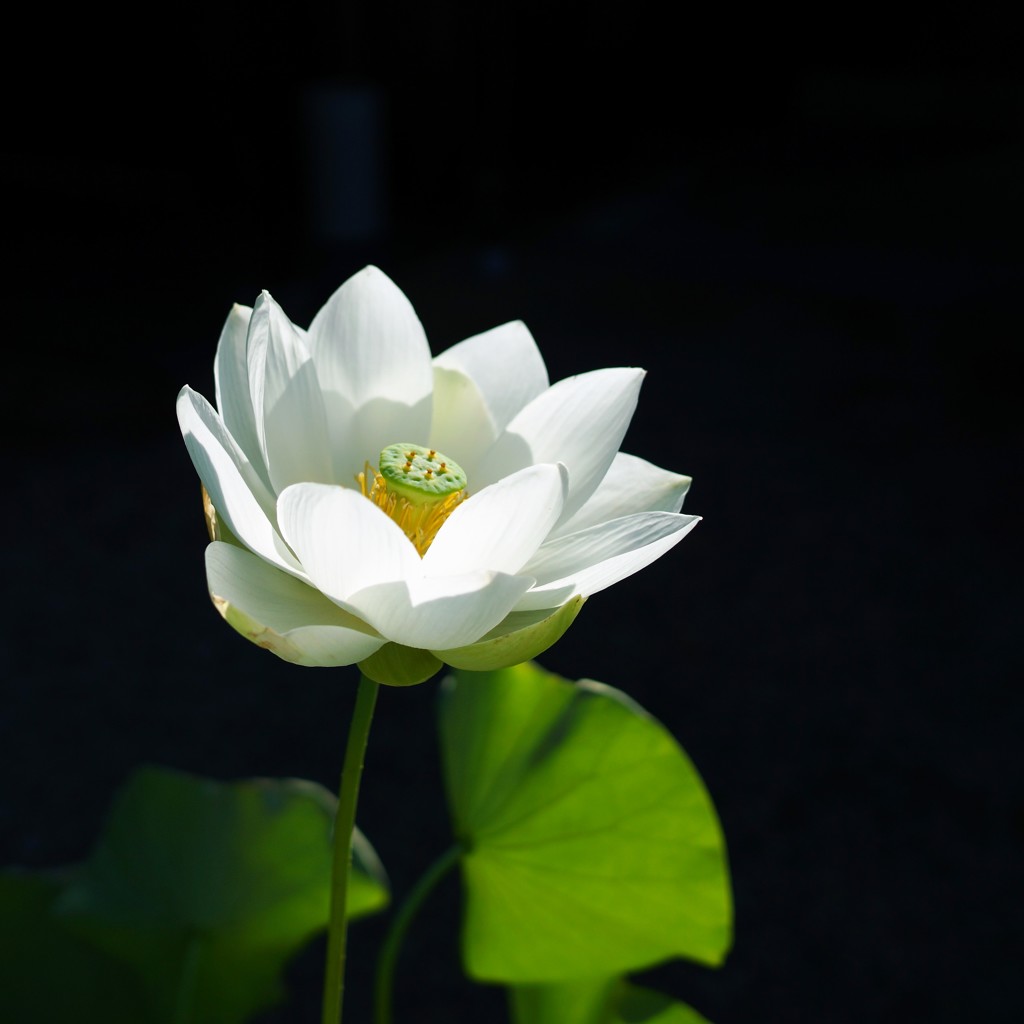 浄土
