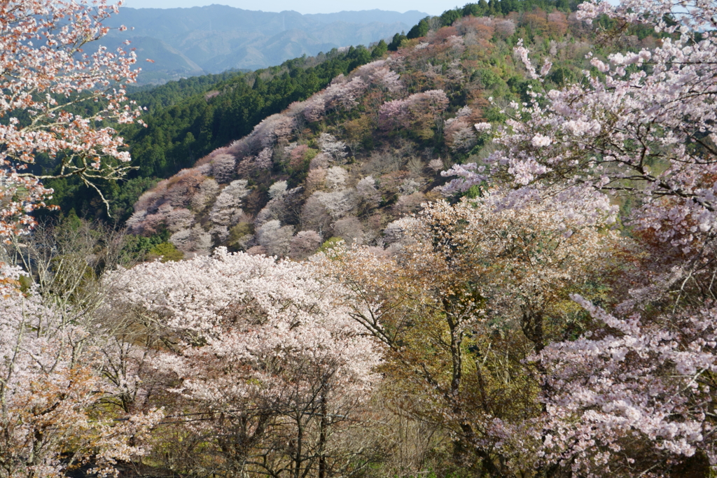 吉野山