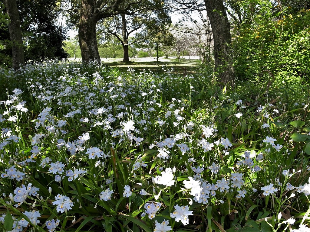 木陰