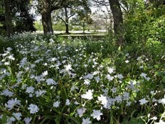 木陰