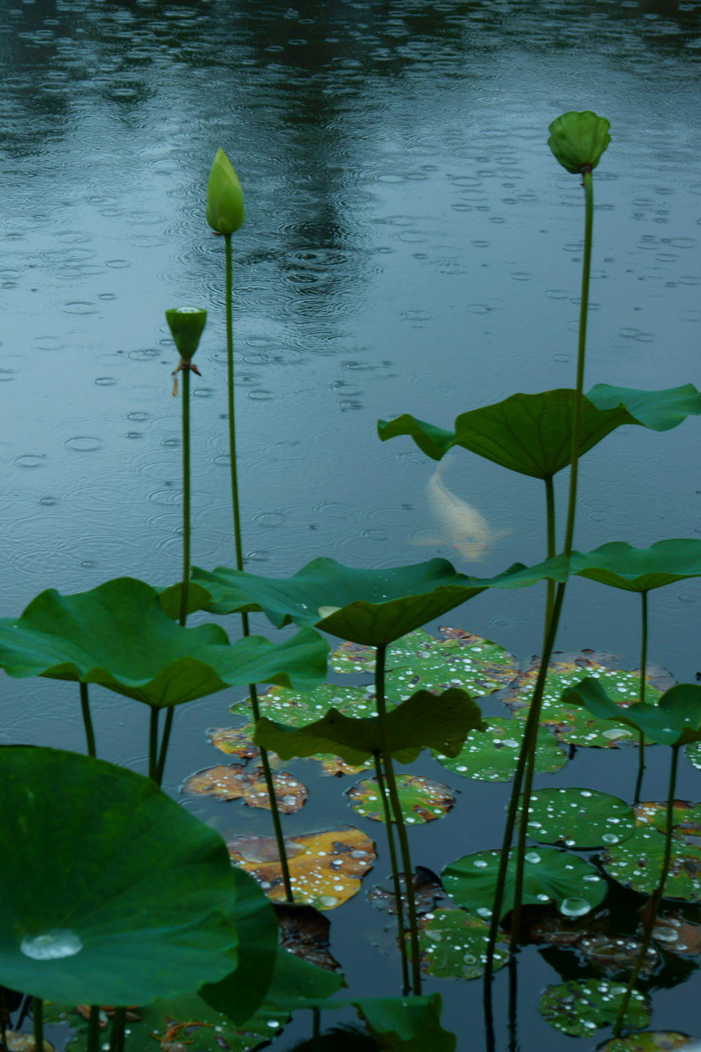 雨滴