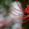 蜜を求めて