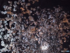 妖桜