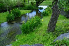 ハリヨの住む川