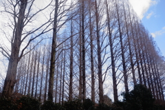 冬空を囲む