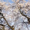 延年の舞