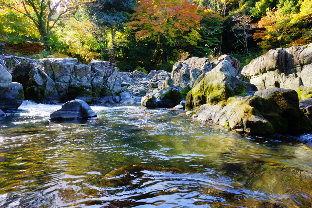 渓流を彩る