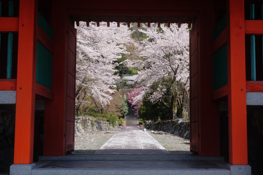 桜だ門