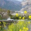川辺の春