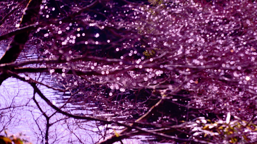 雨滴のイルミネーション