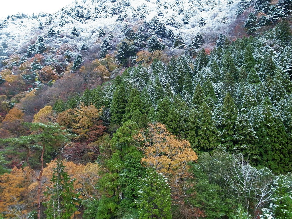 紅葉・永源寺