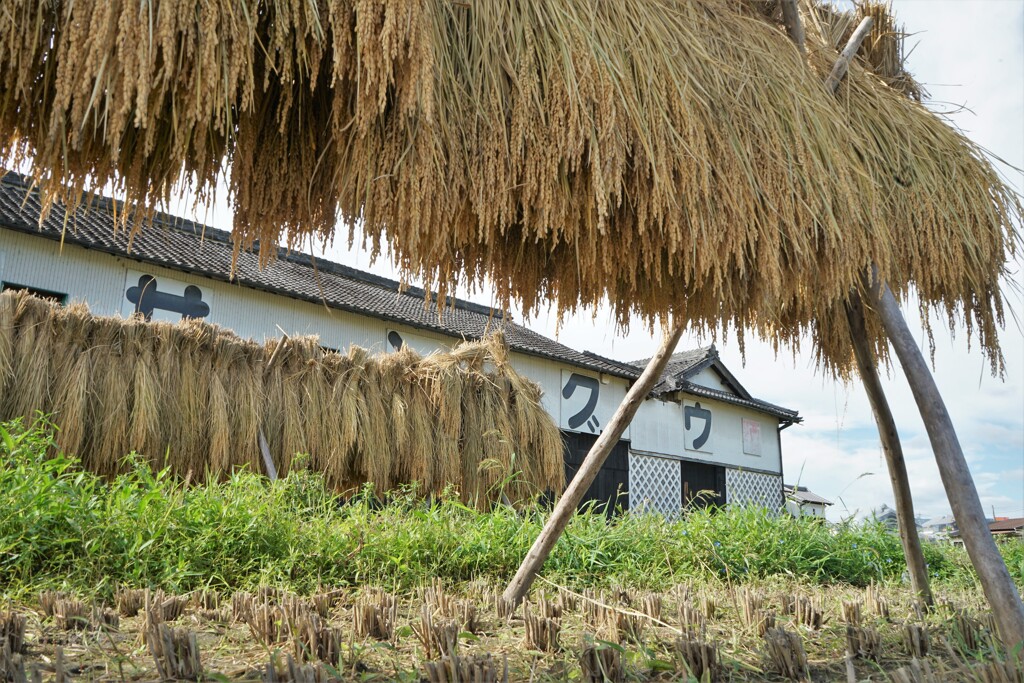 お酒になるお米