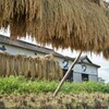 お酒になるお米