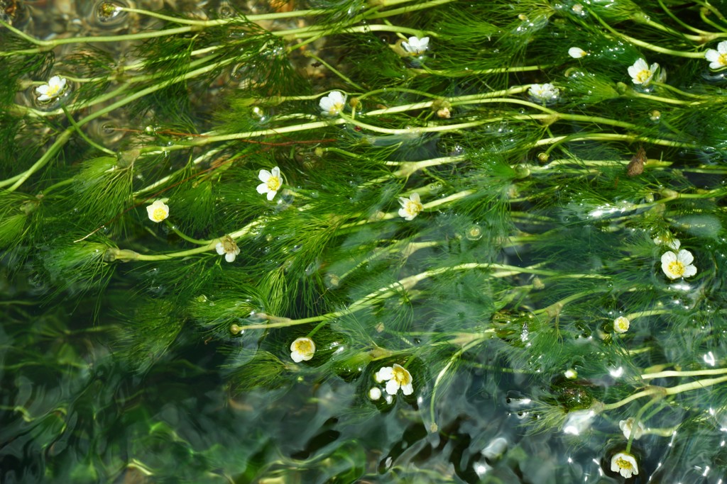 湧水に咲く