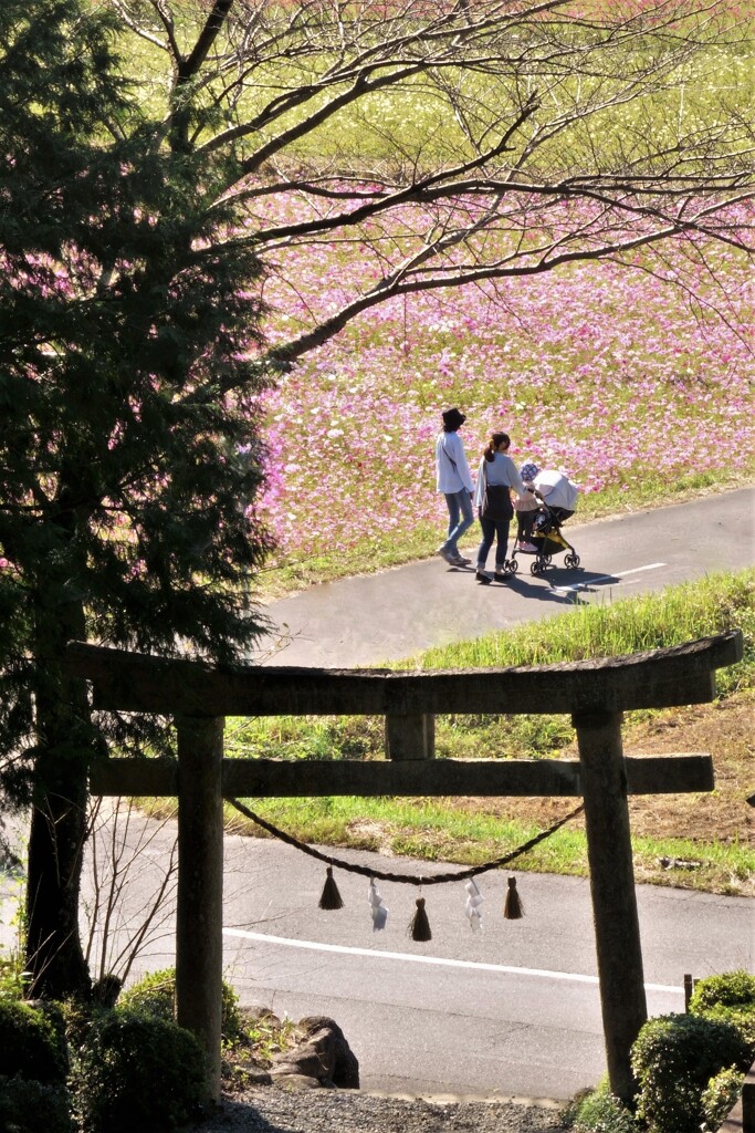 秋桜と氏神様