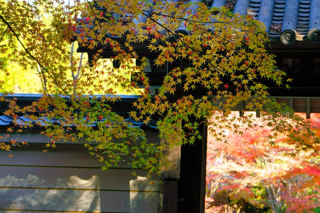 円光寺