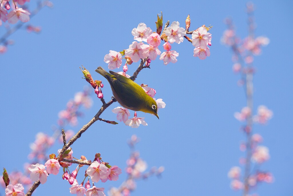 花巡り
