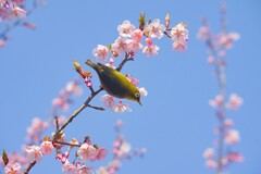 花巡り