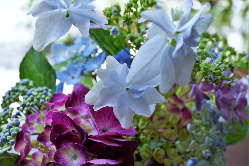 紫陽花Ⅲ