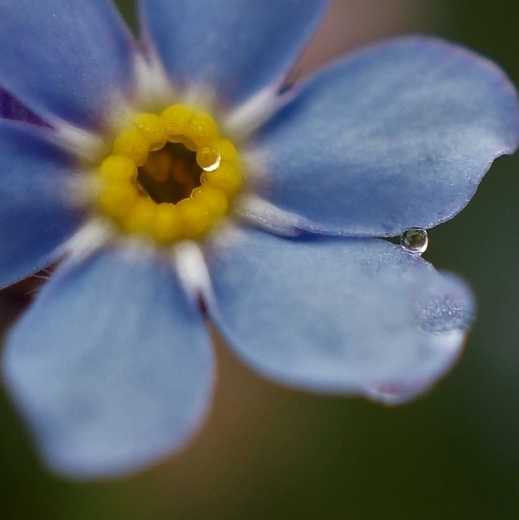 泣く花