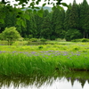 カキツバタ