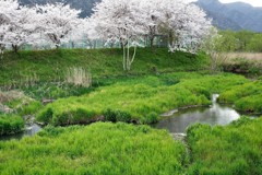 津屋川