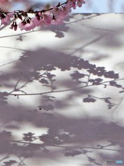 桜影