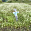 そばの花