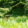 植物界へ
