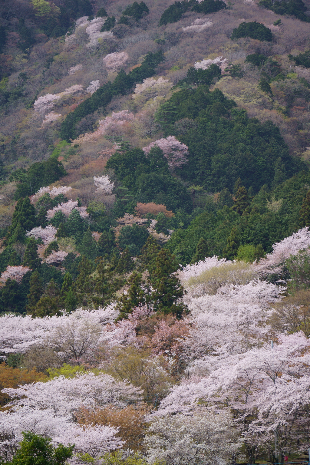 咲き登る
