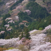 咲き登る