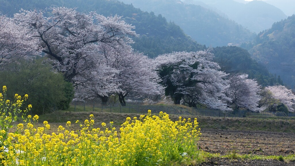 春霞